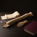 Preparación Premium CEMPA para el EGEL Plus — Fisioterapia